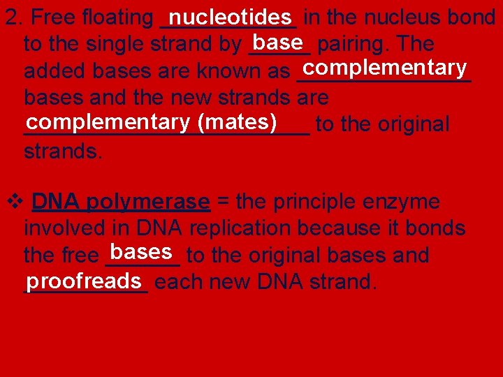 nucleotides 2. Free floating ______ in the nucleus bond base to the single strand