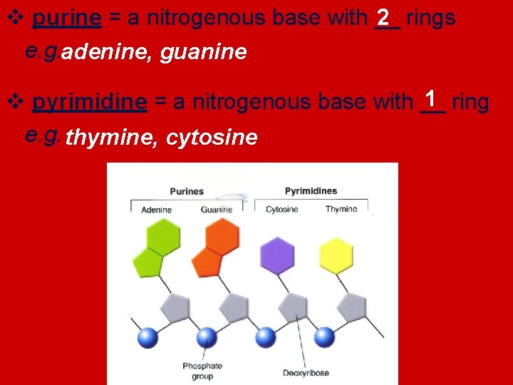 2 v purine = a nitrogenous base with __ rings e. g. adenine, guanine