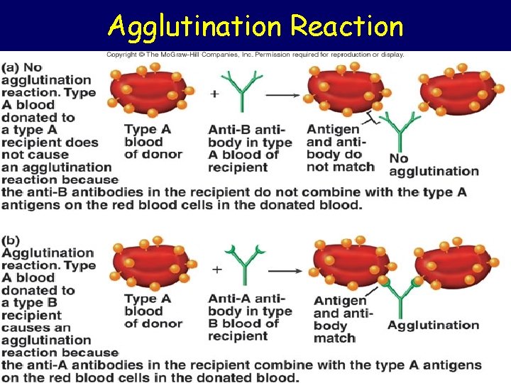 Agglutination Reaction 