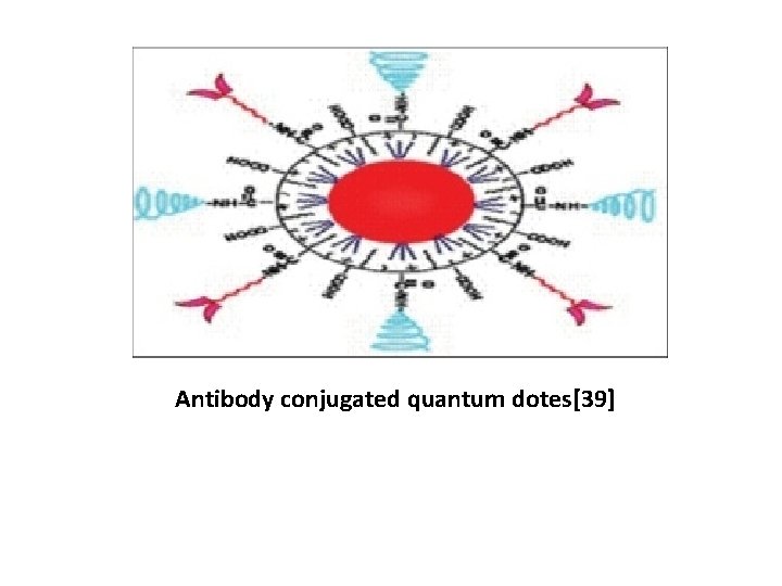 Antibody conjugated quantum dotes[39] 
