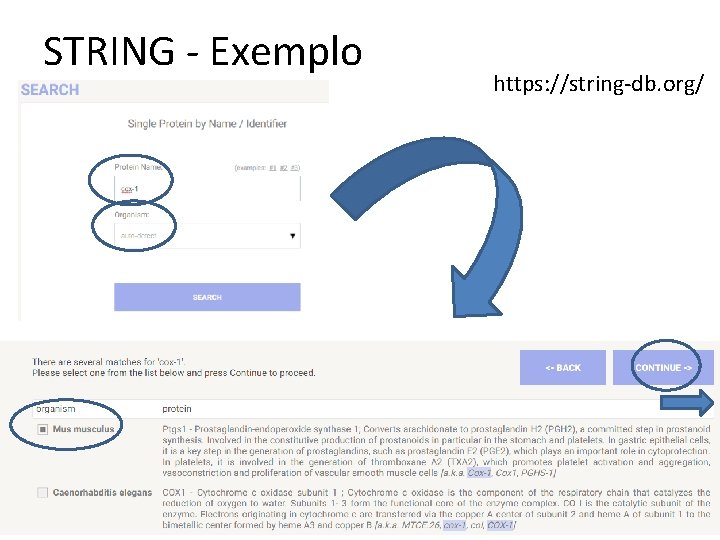 STRING - Exemplo https: //string-db. org/ 