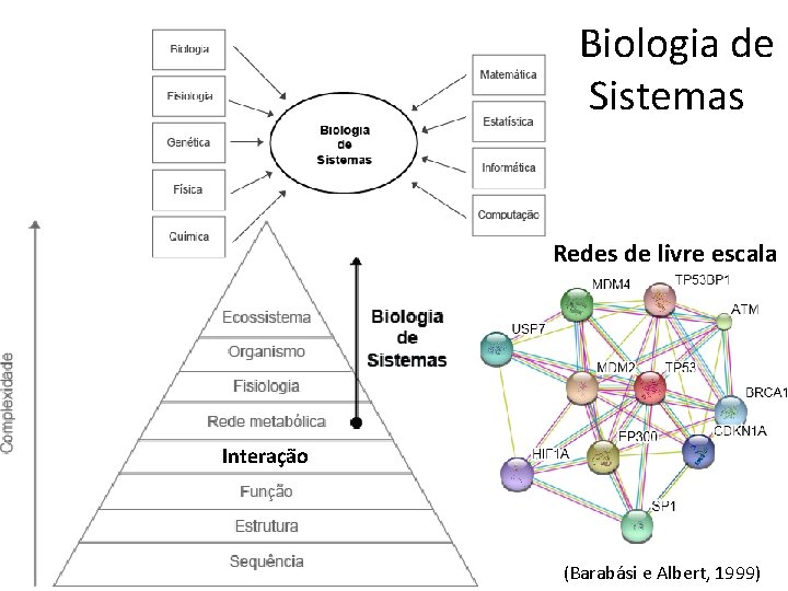 Biologia de Sistemas Redes de livre escala Interação (Barabási e Albert, 1999) 