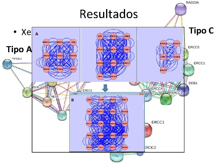 Resultados • Xeroderma Pigmentosa Tipo A Tipo D Tipo C 