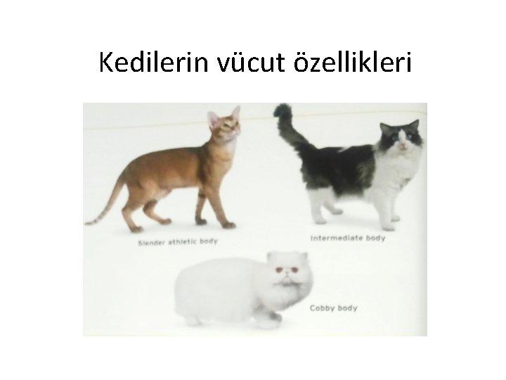 Kedilerin vücut özellikleri 