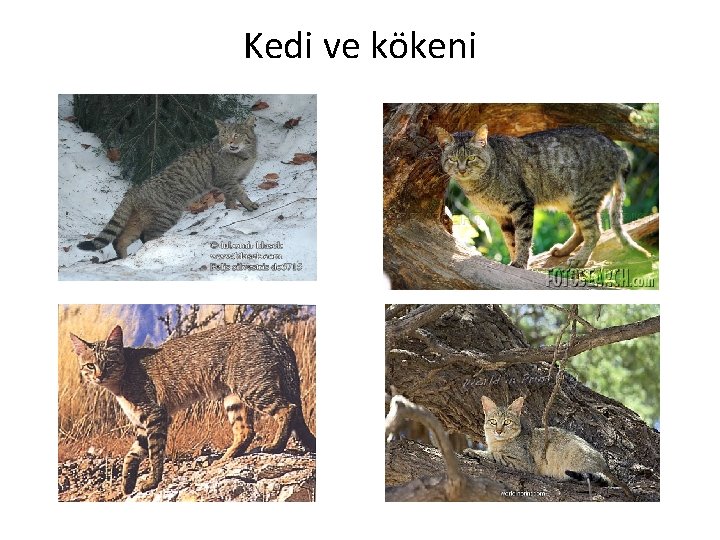 Kedi ve kökeni 