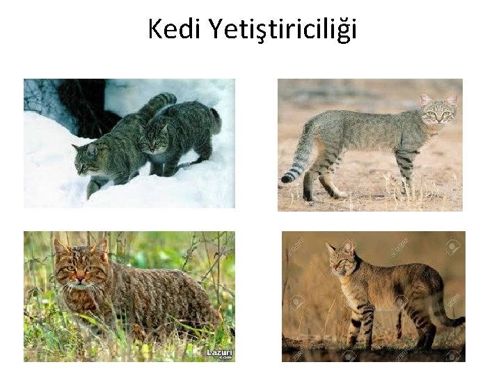 Kedi Yetiştiriciliği 