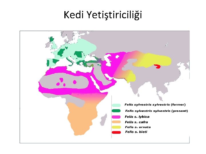 Kedi Yetiştiriciliği 