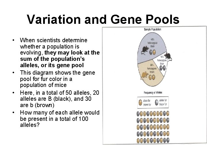 Variation and Gene Pools • When scientists determine whether a population is evolving, they