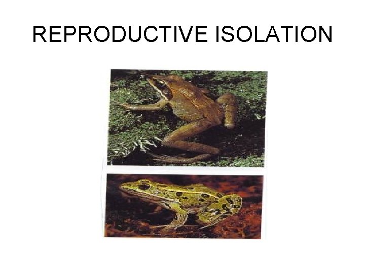 REPRODUCTIVE ISOLATION 