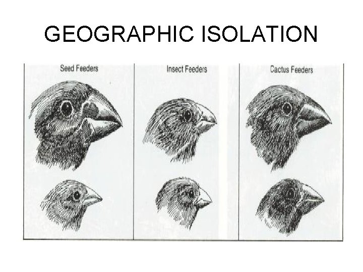 GEOGRAPHIC ISOLATION 