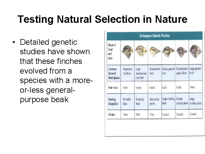 Testing Natural Selection in Nature • Detailed genetic studies have shown that these finches