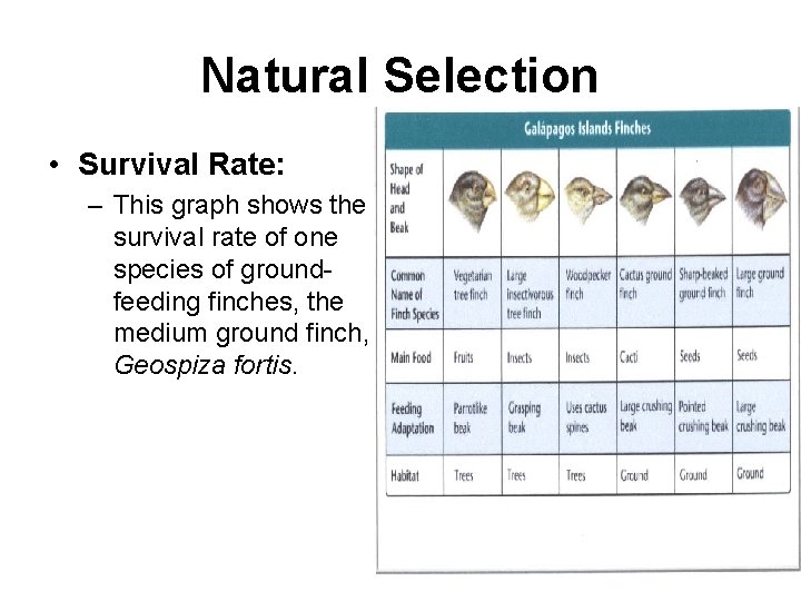 Natural Selection • Survival Rate: – This graph shows the survival rate of one