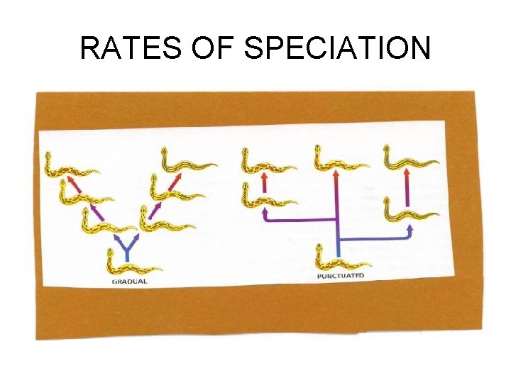 RATES OF SPECIATION 