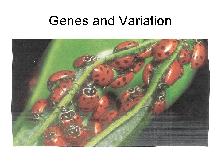 Genes and Variation 