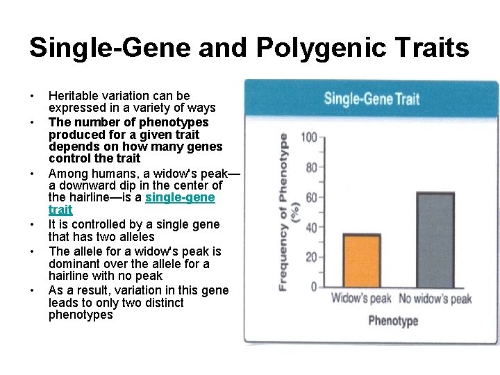 Single-Gene and Polygenic Traits • • • Heritable variation can be expressed in a