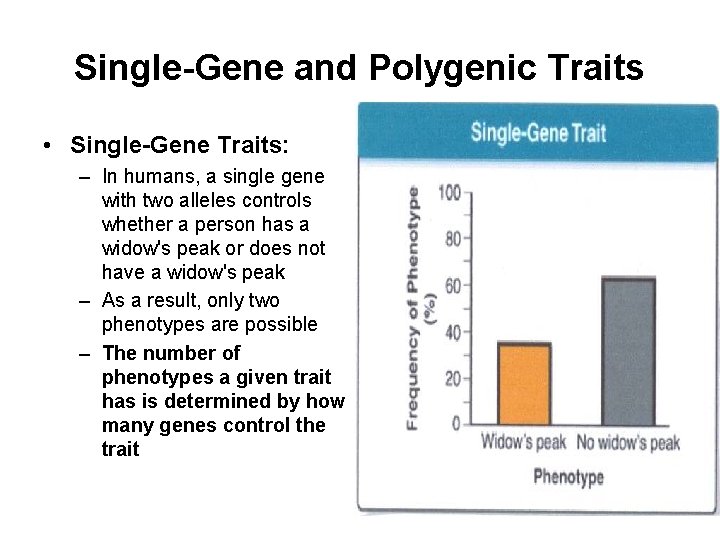 Single-Gene and Polygenic Traits • Single-Gene Traits: – In humans, a single gene with