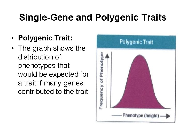 Single-Gene and Polygenic Traits • Polygenic Trait: • The graph shows the distribution of