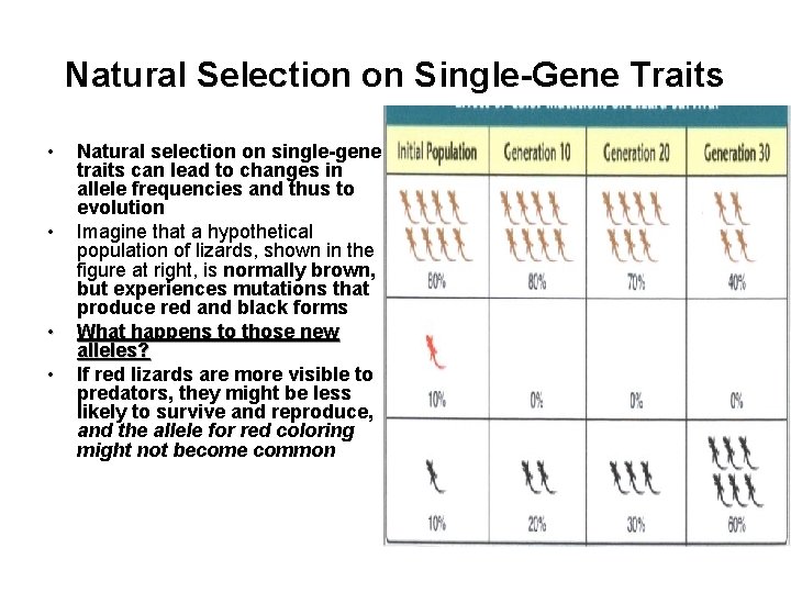 Natural Selection on Single-Gene Traits • • Natural selection on single-gene traits can lead