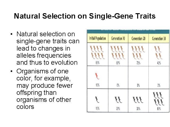 Natural Selection on Single-Gene Traits • Natural selection on single-gene traits can lead to