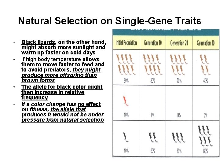 Natural Selection on Single-Gene Traits • • Black lizards, on the other hand, Black
