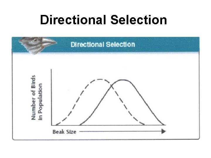 Directional Selection 