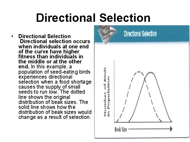 Directional Selection • Directional Selection Directional selection occurs when individuals at one end of