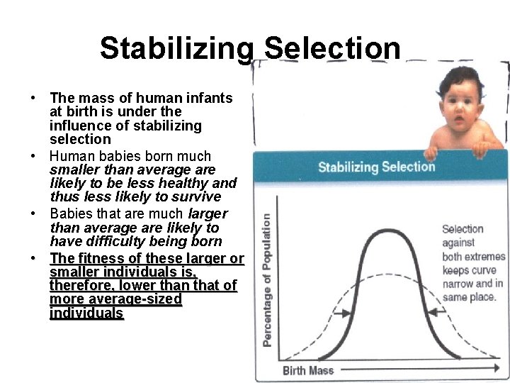 Stabilizing Selection • The mass of human infants at birth is under the influence