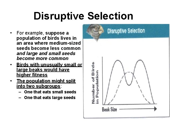 Disruptive Selection • For example, suppose a population of birds lives in an area