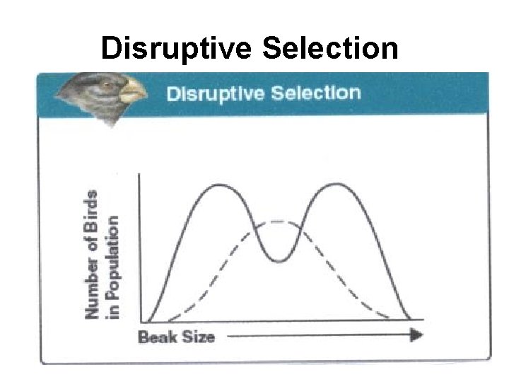 Disruptive Selection 