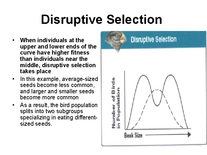 Disruptive Selection • When individuals at the upper and lower ends of the curve