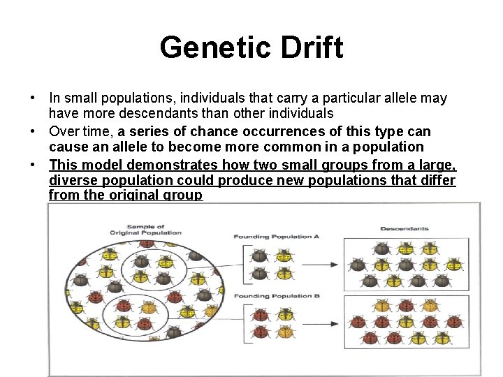 Genetic Drift • In small populations, individuals that carry a particular allele may have
