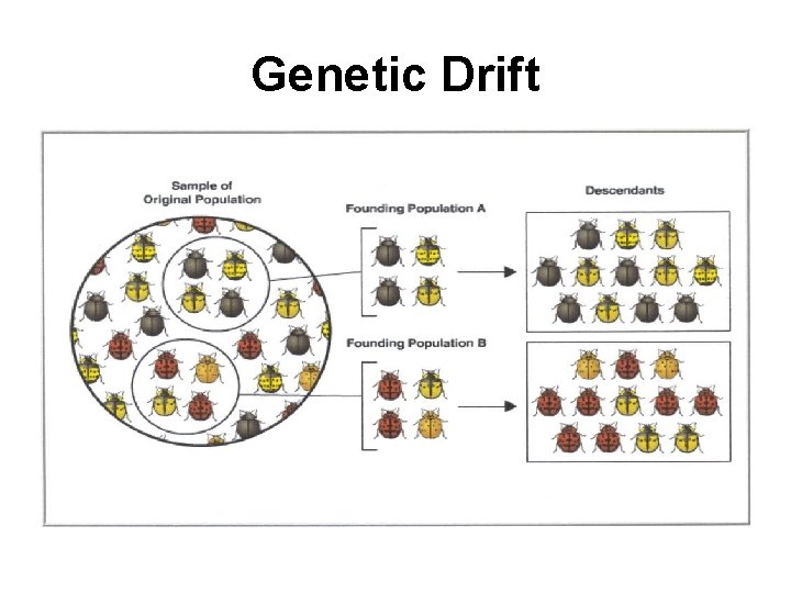 Genetic Drift 