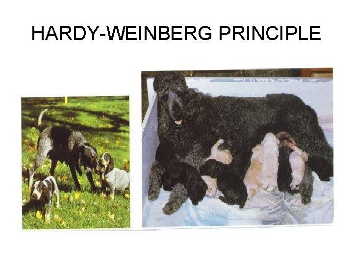 HARDY-WEINBERG PRINCIPLE 