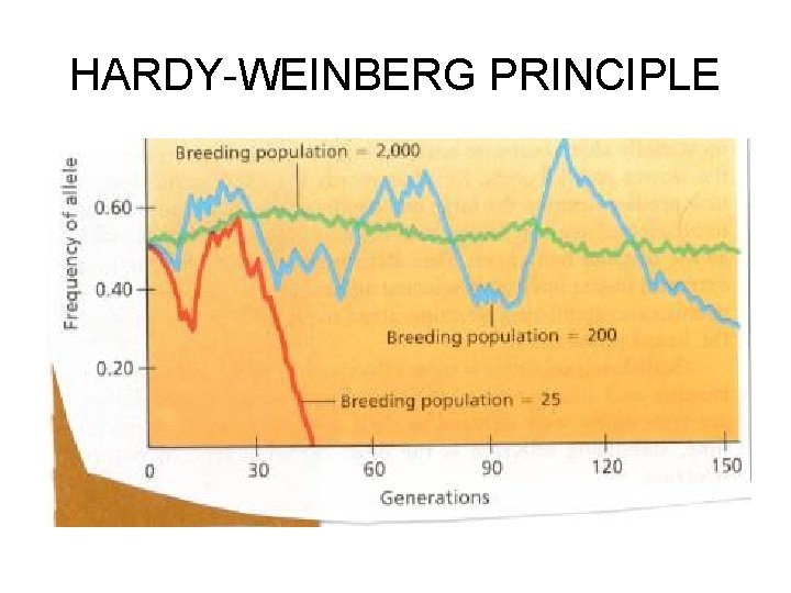 HARDY-WEINBERG PRINCIPLE 