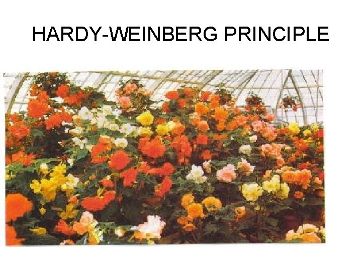 HARDY-WEINBERG PRINCIPLE 