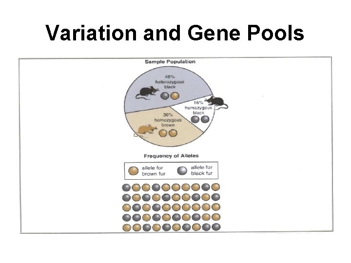 Variation and Gene Pools 