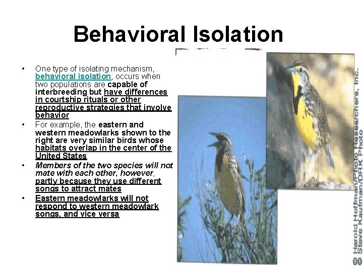 Behavioral Isolation • • One type of isolating mechanism, behavioral isolation, occurs when two