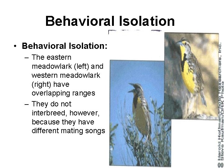 Behavioral Isolation • Behavioral Isolation: – The eastern meadowlark (left) and western meadowlark (right)