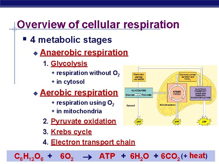 Overview of cellular respiration § 4 metabolic stages u Anaerobic respiration 1. Glycolysis w