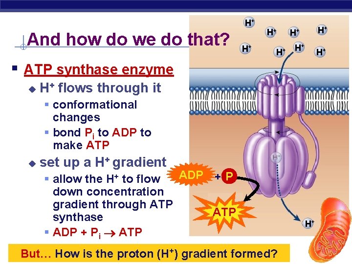 H+ And how do we do that? H+ H+ § ATP synthase enzyme u