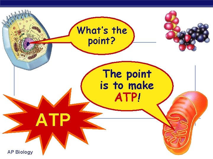 What’s the point? The point is to make ATP! ATP AP Biology 