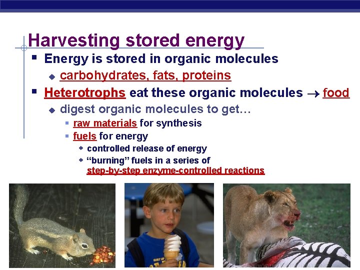 Harvesting stored energy § Energy is stored in organic molecules carbohydrates, fats, proteins Heterotrophs