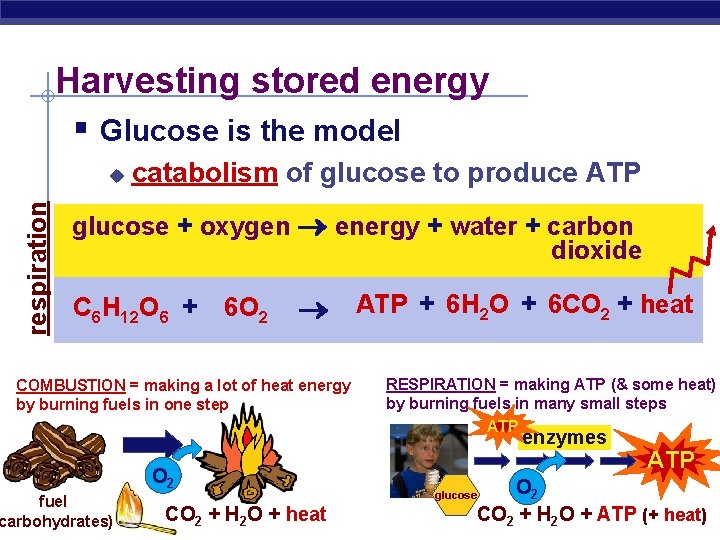 Harvesting stored energy § Glucose is the model respiration u catabolism of glucose to