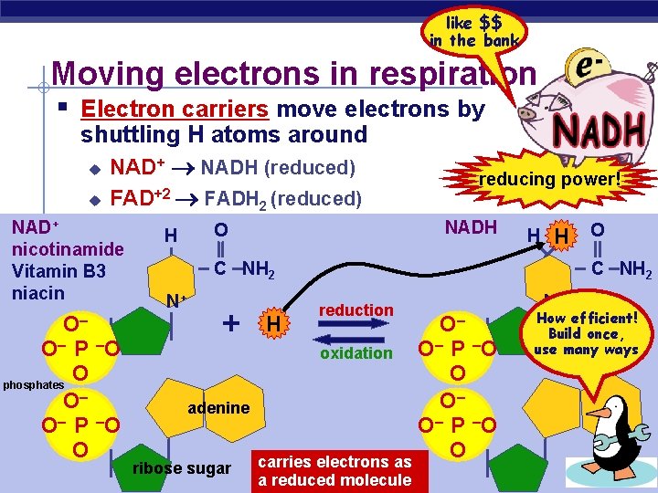 like $$ in the bank Moving electrons in respiration § Electron carriers move electrons