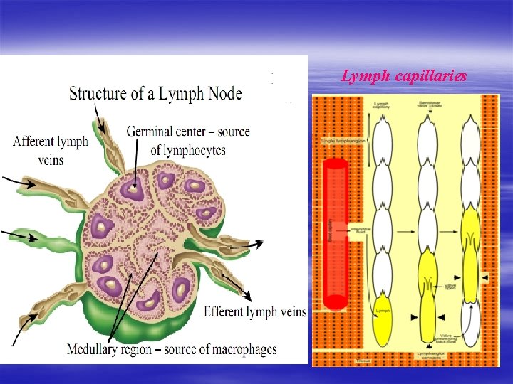 Lymph capillaries 