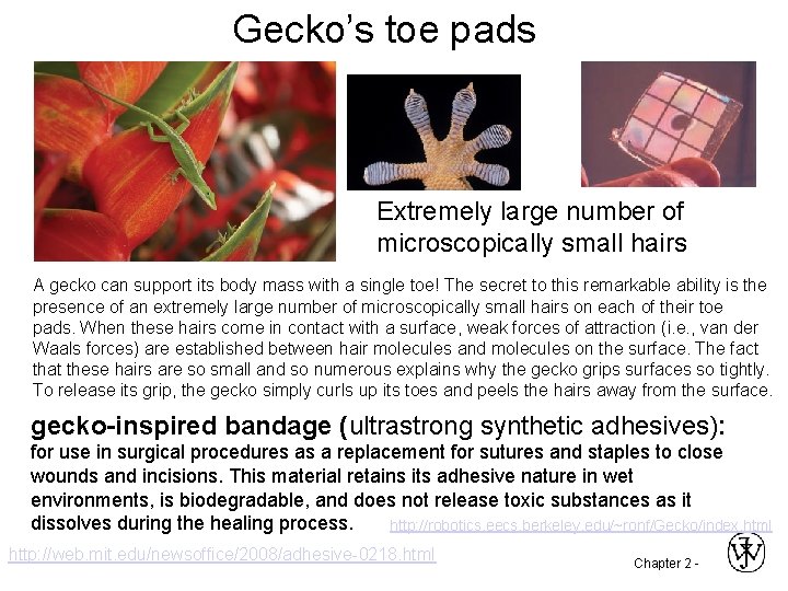 Gecko’s toe pads Extremely large number of microscopically small hairs A gecko can support