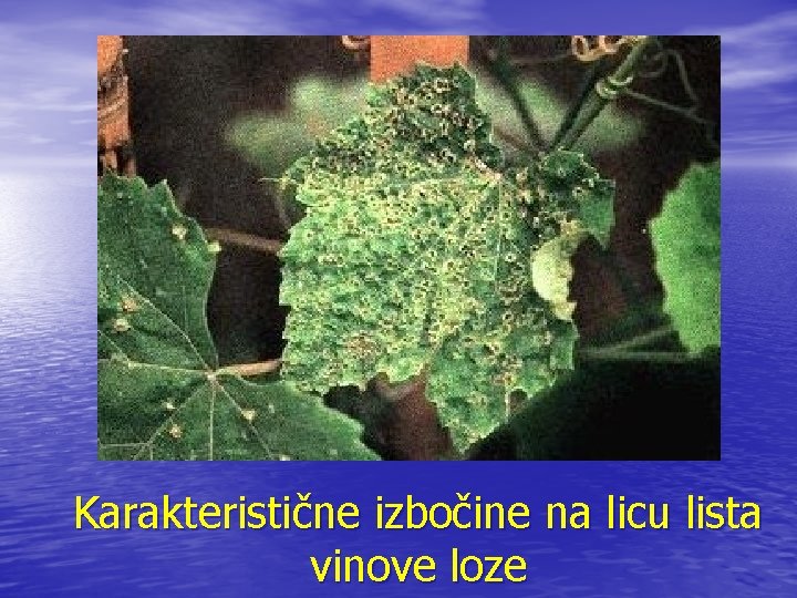 Karakteristične izbočine na licu lista vinove loze 