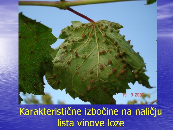 Karakteristične izbočine na naličju lista vinove loze 