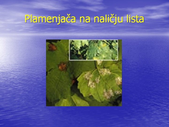 Plamenjača na naličju lista 