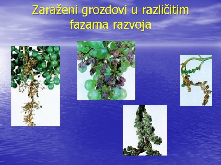 Zaraženi grozdovi u različitim fazama razvoja 